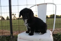 Gracie, a female Pembroke Welsh Corgi and Poodle - Toy  for sale in Mabank, TX – Photo 5 of 5