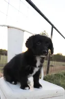 Gracie, a female Pembroke Welsh Corgi and Poodle - Toy  for sale in Mabank, TX – Photo 3 of 5