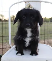 Gracie, a female Pembroke Welsh Corgi and Poodle - Toy  for sale in Mabank, TX – Photo 1 of 5