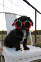 Gracie, a female Pembroke Welsh Corgi and Poodle - Toy  for sale in Mabank, TX – Photo 4 of 5