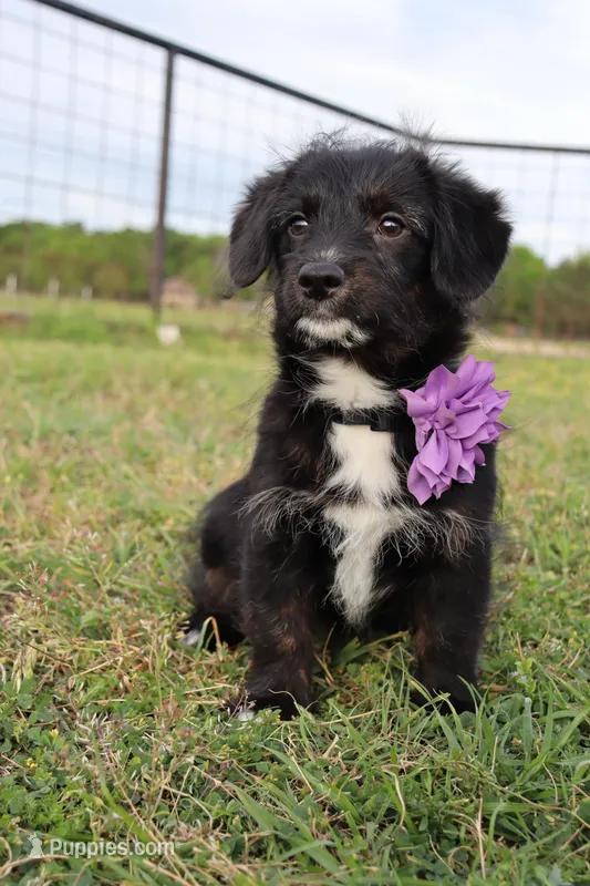 Gracie – Pembroke Welsh Corgi, Poodle - Toy  puppy for sale in Mabank, TX