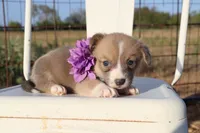 Purple Collar Female , a female Pembroke Welsh Corgi for sale in Mabank, TX – 3 of 3