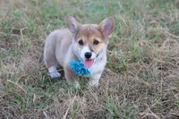 Peaches , a female Pembroke Welsh Corgi for sale in Mabank, TX – 5 of 9