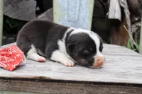 Red Collar Male , a male Pembroke Welsh Corgi for sale in Mabank, TX – 4 of 5