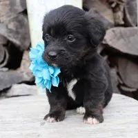 Blue Collar Female , a female Pembroke Welsh Corgi and Poodle - Toy  for sale in Mabank, TX – Photo 10 of 10