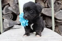 Blue Collar - Tri Girl, a female Pembroke Welsh Corgi and Poodle - Toy  for sale in Mabank, TX – Photo 3 of 3