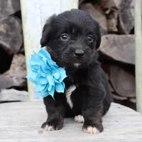 Blue Collar Female , a female Pembroke Welsh Corgi and Poodle - Toy  for sale in Mabank, TX – Photo 9 of 10