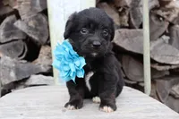 Blue Collar - Tri Girl, a female Pembroke Welsh Corgi and Poodle - Toy  for sale in Mabank, TX – Photo 2 of 3