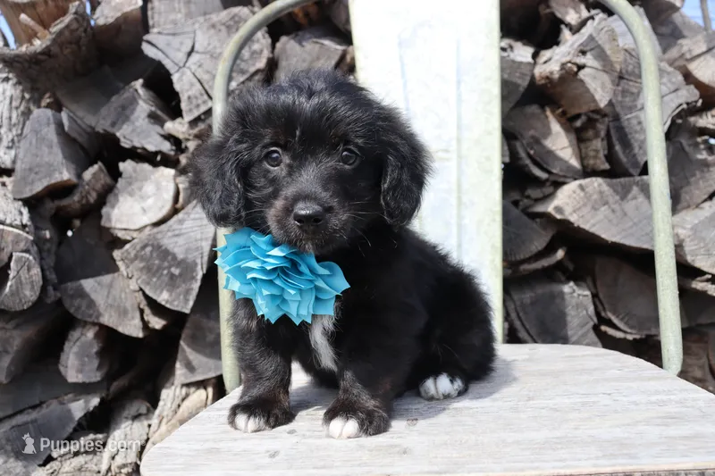 Blue Collar - Tri Girl