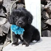 Blue Collar Female , a female Pembroke Welsh Corgi and Poodle - Toy  for sale in Mabank, TX – Photo 4 of 10