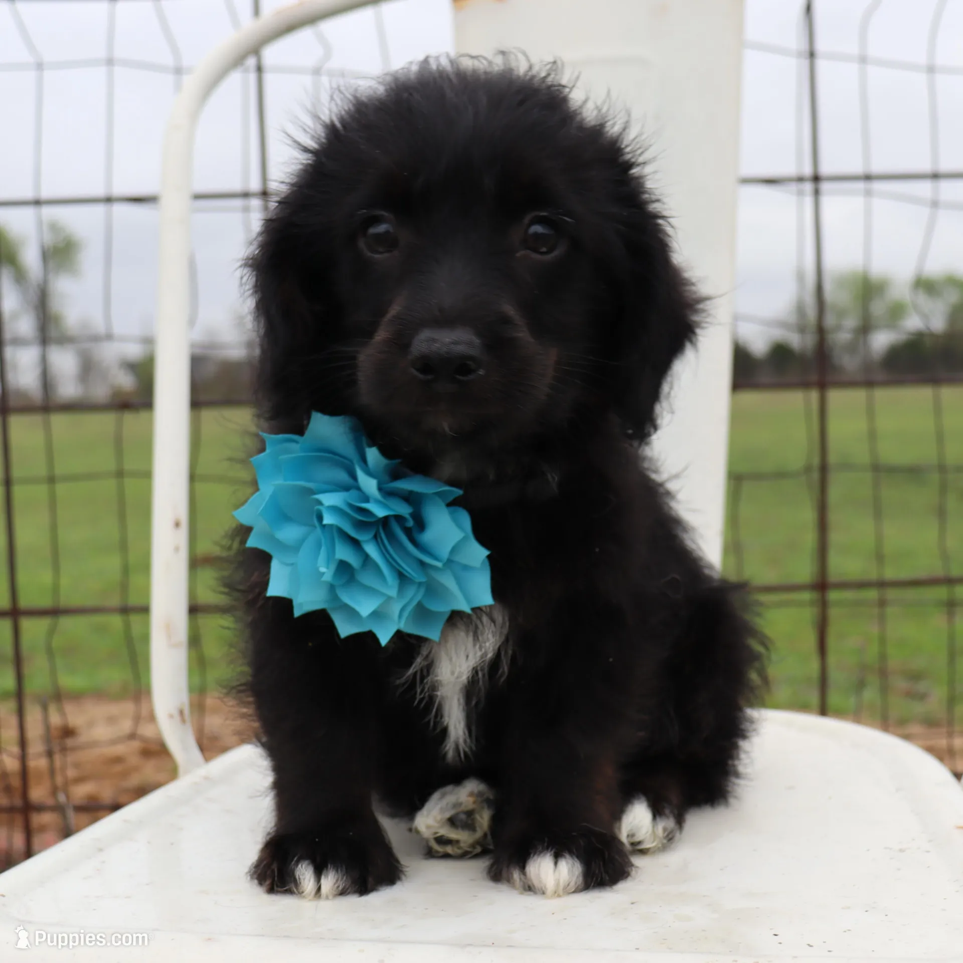 Blue Collar Female , a female Pembroke Welsh Corgi and Poodle - Toy  for sale in Mabank, TX – Photo 2 of 10