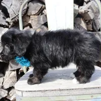 Blue Collar Female , a female Pembroke Welsh Corgi and Poodle - Toy  for sale in Mabank, TX – Photo 7 of 10
