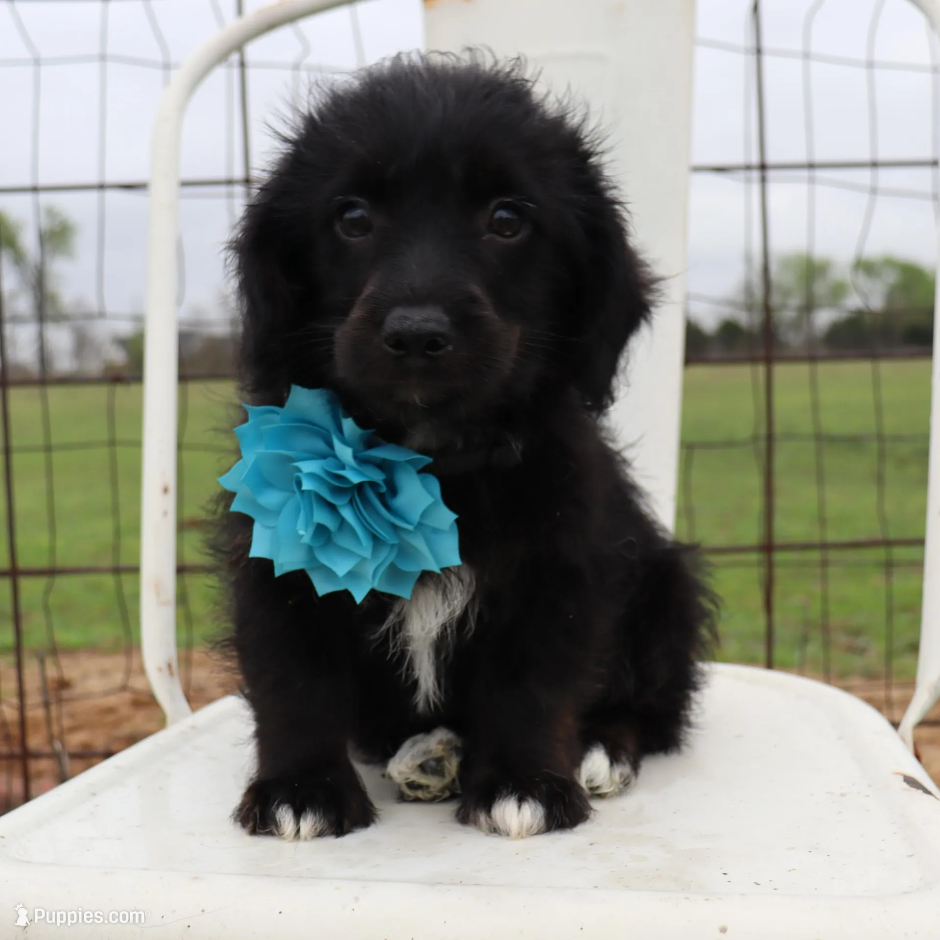 Blue Collar Female  – Pembroke Welsh Corgi, Poodle - Toy  puppy for sale in Mabank, TX