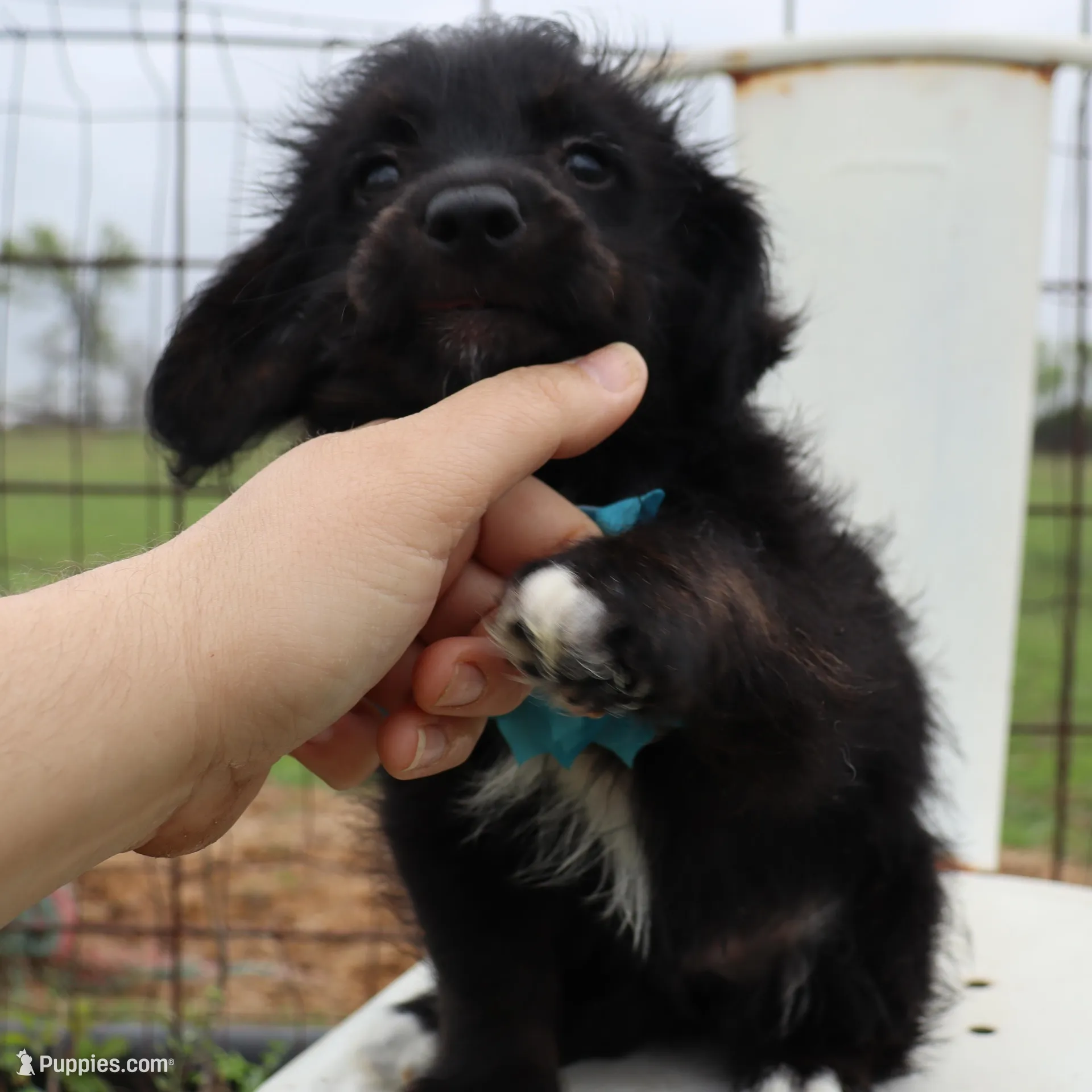 Blue Collar Female , a female Pembroke Welsh Corgi and Poodle - Toy  for sale in Mabank, TX – Photo 3 of 10