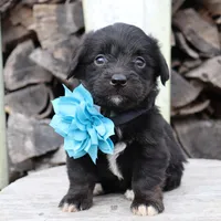 Blue Collar Female , a female Pembroke Welsh Corgi and Poodle - Toy  for sale in Mabank, TX – Photo 8 of 10
