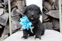 Blue Collar - Tri Girl, a female Pembroke Welsh Corgi and Poodle - Toy  for sale in Mabank, TX – Photo 1 of 3