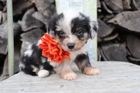 Orange Collar - Blue Merle Girl, a female Pembroke Welsh Corgi and Poodle - Toy  for sale in Mabank, TX – Photo 3 of 4