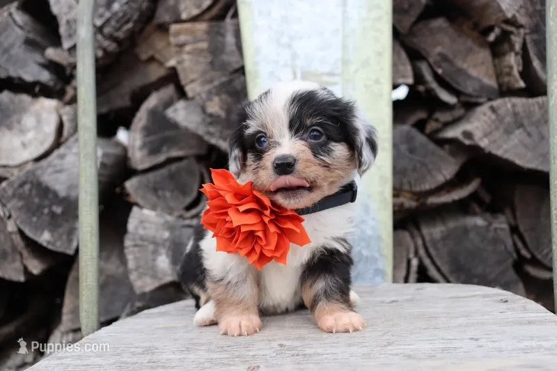 Orange Collar - Blue Merle Girl