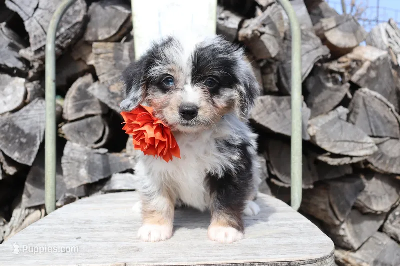 Orange Collar - Blue Merle Girl