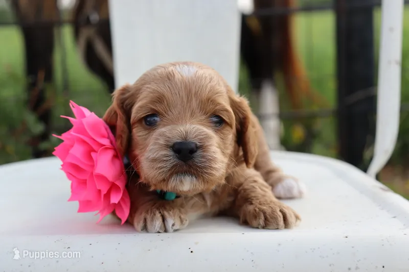 Pink Collar Female  – Cavapoo puppy for sale in Mabank, TX