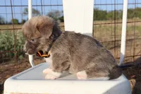 Green Collar Male , a male Pembroke Welsh Corgi for sale in Mabank, TX – 2 of 3