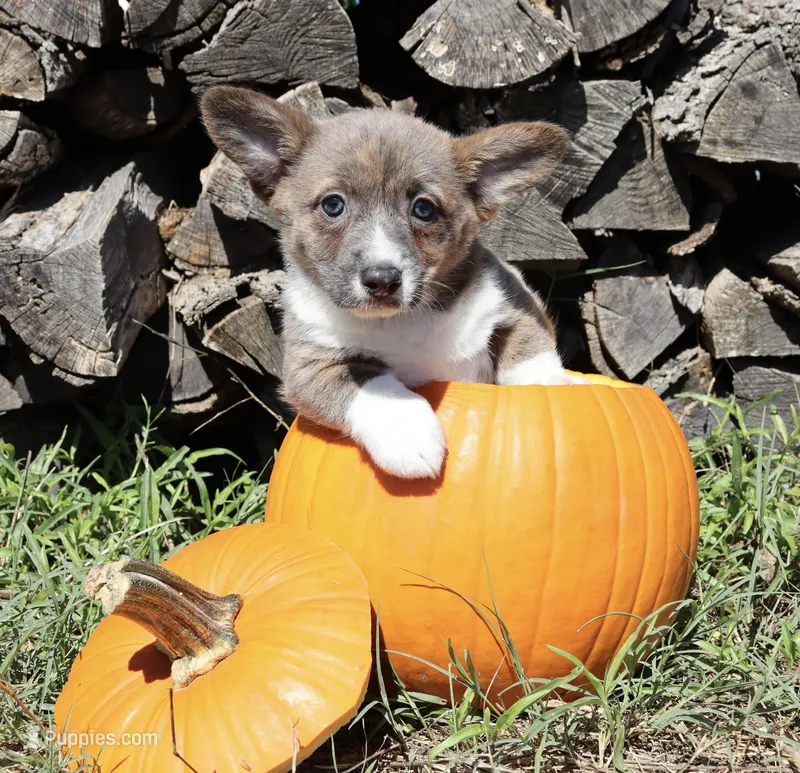 Orange Collar Female  – Pembroke Welsh Corgi puppy for sale in Mabank, TX