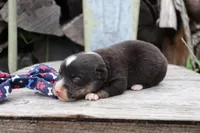 Blue Collar Male, a male Pembroke Welsh Corgi for sale in Mabank, TX – 3 of 6