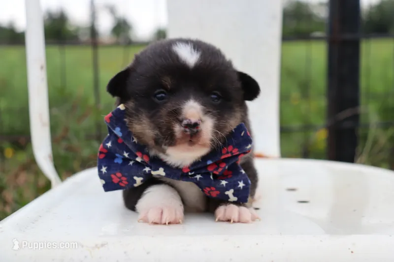 Blue Collar Male – Pembroke Welsh Corgi puppy for sale in Mabank, TX