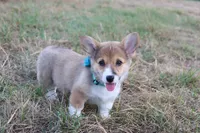 Peaches , a female Pembroke Welsh Corgi for sale in Mabank, TX – 2 of 9
