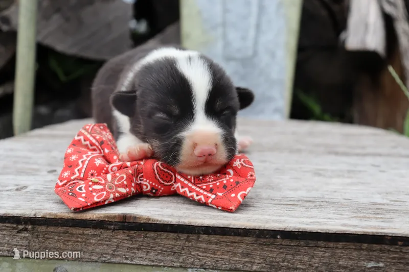 Red Collar Male  – Pembroke Welsh Corgi puppy for sale in Mabank, TX
