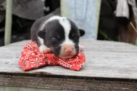 Red Collar Male , a male Pembroke Welsh Corgi for sale in Mabank, TX – 1 of 5