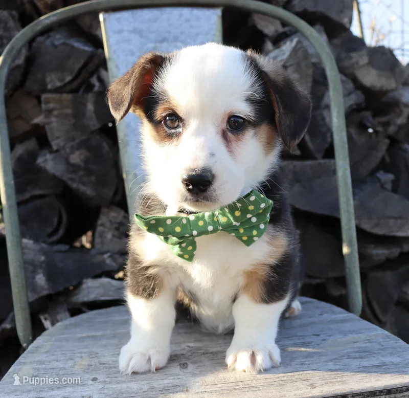 Green collar Tri Male  – Pembroke Welsh Corgi puppy for sale in Mabank, TX