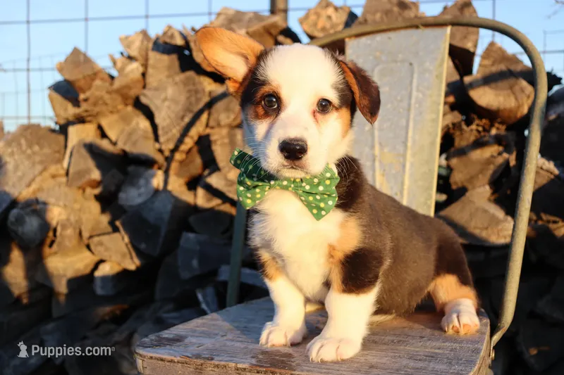 Green collar Tri Male  – Pembroke Welsh Corgi puppy for sale in Mabank, TX