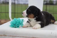 Turquoise collar FLUFFY female , a female Pembroke Welsh Corgi for sale in Mabank, TX – Photo 4 of 5