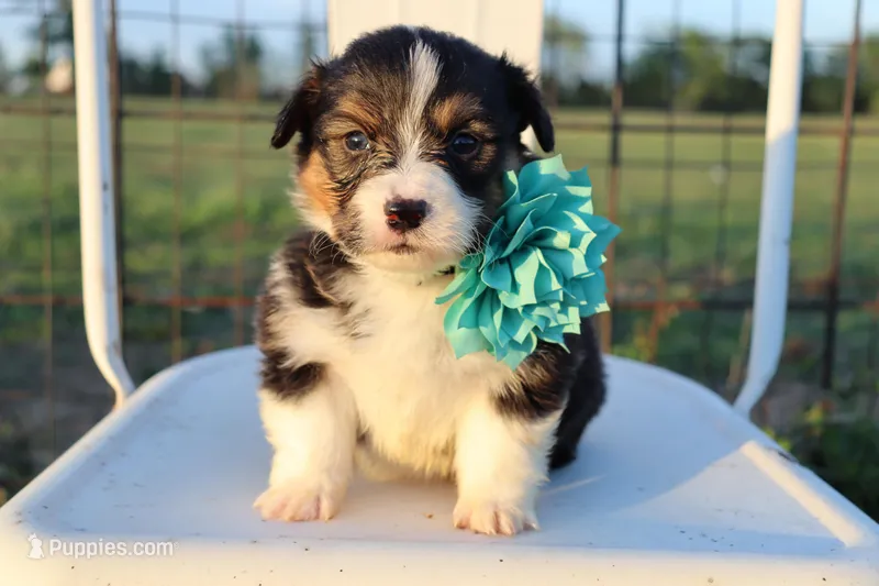 Turquoise collar FLUFFY female  – Pembroke Welsh Corgi puppy for sale in Mabank, TX