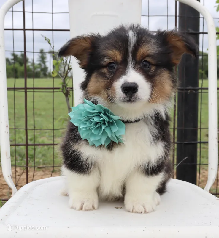 Turquoise collar FLUFFY female  – Pembroke Welsh Corgi puppy for sale in Mabank, TX