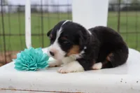 Turquoise collar FLUFFY female , a female Pembroke Welsh Corgi for sale in Mabank, TX – Photo 2 of 5