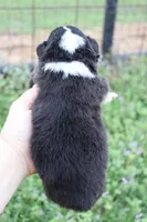 Turquoise collar FLUFFY female , a female Pembroke Welsh Corgi for sale in Mabank, TX – Photo 5 of 5