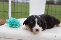 Turquoise collar FLUFFY female , a female Pembroke Welsh Corgi for sale in Mabank, TX – Photo 3 of 5