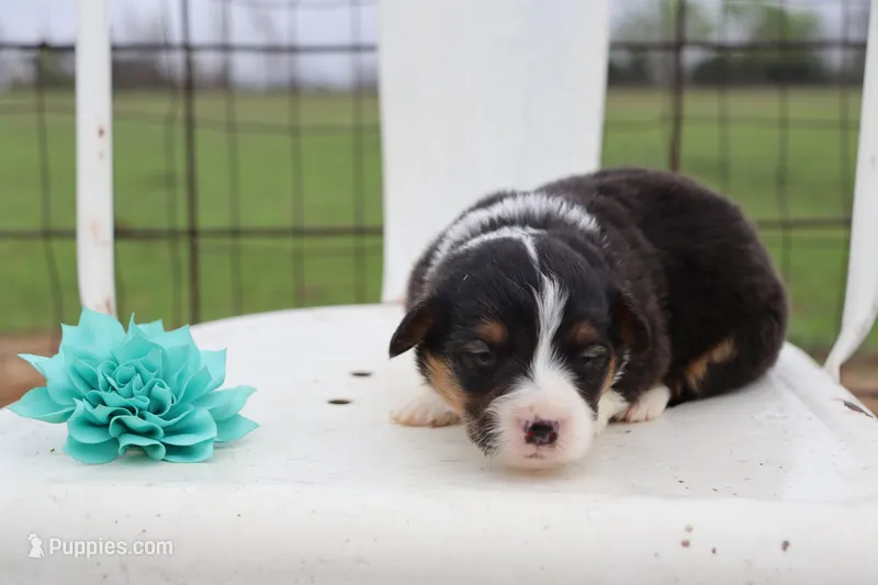 Turquoise collar FLUFFY female  – Pembroke Welsh Corgi puppy for sale in Mabank, TX