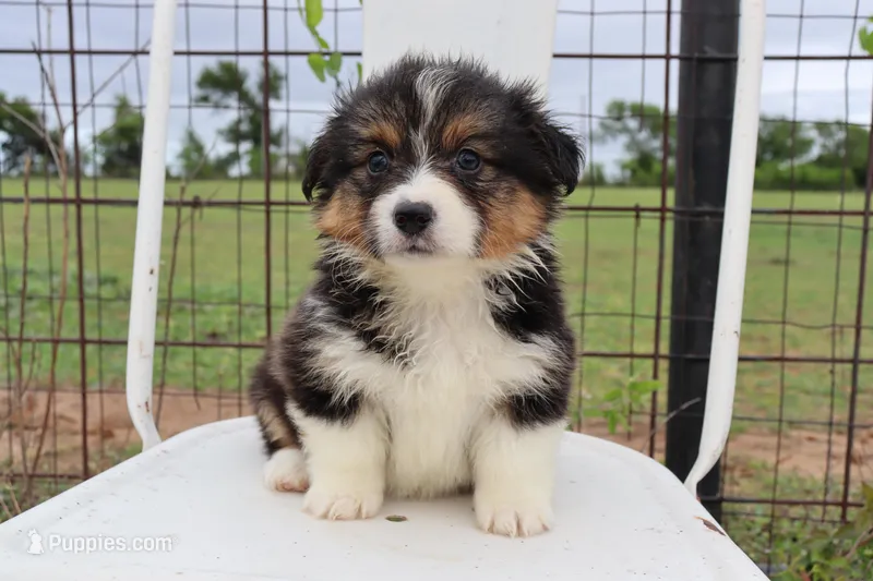 Turquoise collar FLUFFY female  – Pembroke Welsh Corgi puppy for sale in Mabank, TX