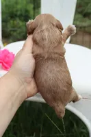 Pink Collar Female , a female Cavapoo for sale in Mabank, TX – 5 of 5