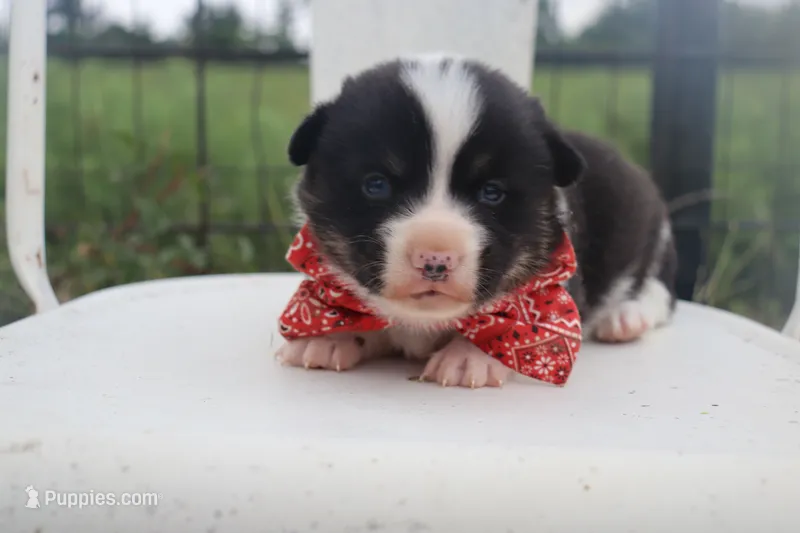 Red Collar Male  – Pembroke Welsh Corgi puppy for sale in Mabank, TX