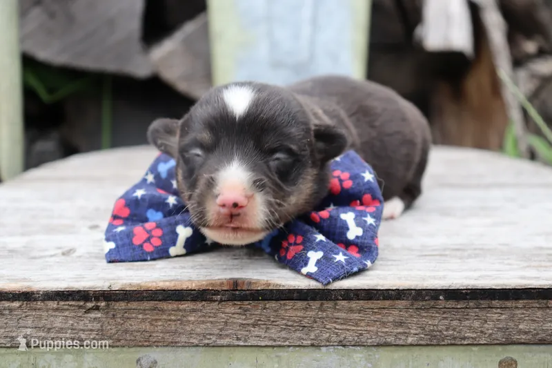 Blue Collar Male – Pembroke Welsh Corgi puppy for sale in Mabank, TX
