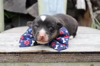 Blue Collar Male, a male Pembroke Welsh Corgi for sale in Mabank, TX – 1 of 6