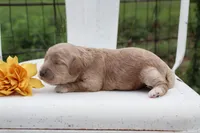 Yellow Collar Female , a female Cavapoo for sale in Mabank, TX – 5 of 5