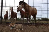 Peaches , a female Pembroke Welsh Corgi for sale in Mabank, TX – 7 of 9
