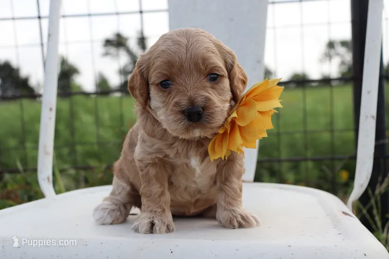 Yellow Collar Female  – Cavapoo puppy for sale in Mabank, TX