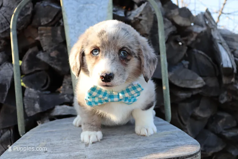Blue collar Blue Merle Male  – Pembroke Welsh Corgi puppy for sale in Mabank, TX
