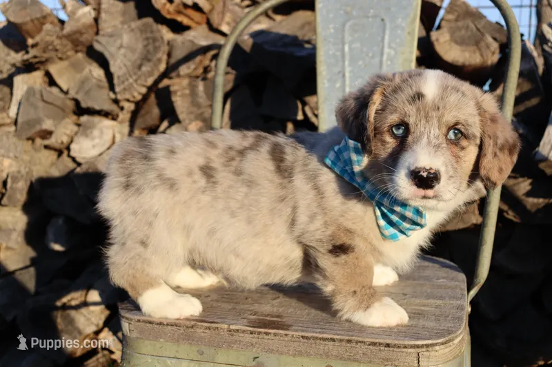 Blue collar Blue Merle Male  – Pembroke Welsh Corgi puppy for sale in Mabank, TX